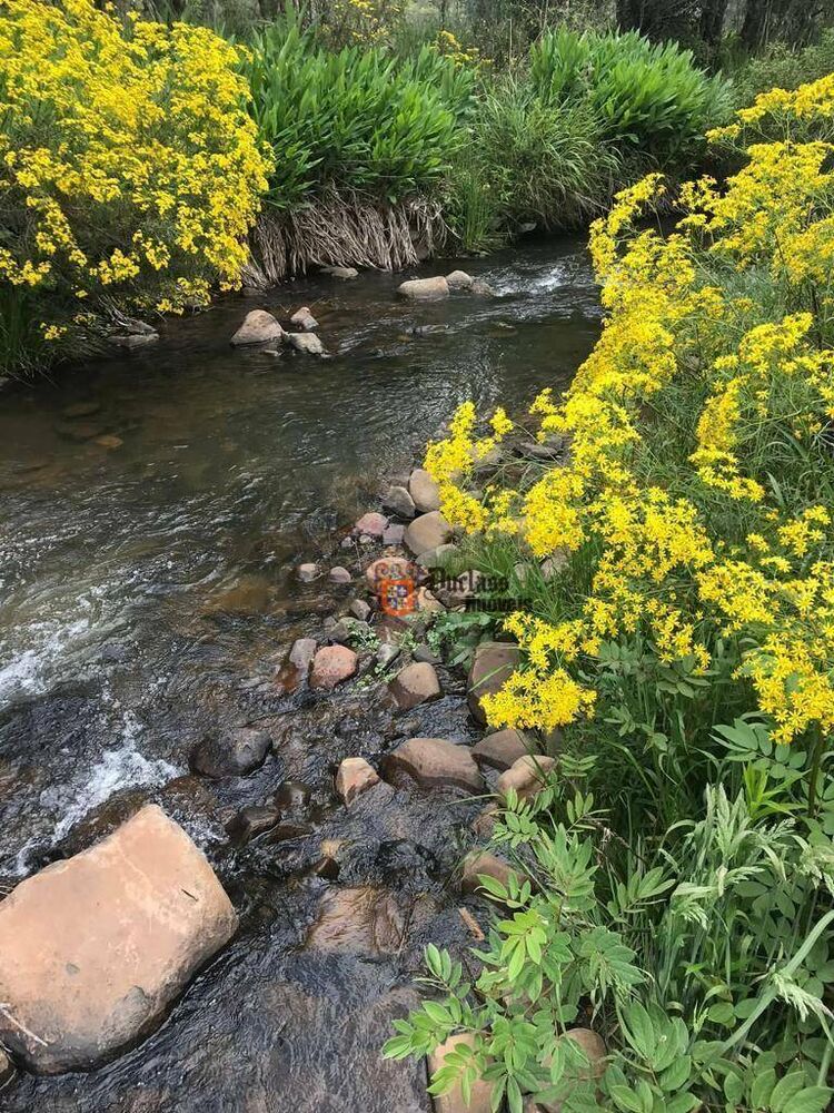 Sítio, 20 hectares - Foto 3