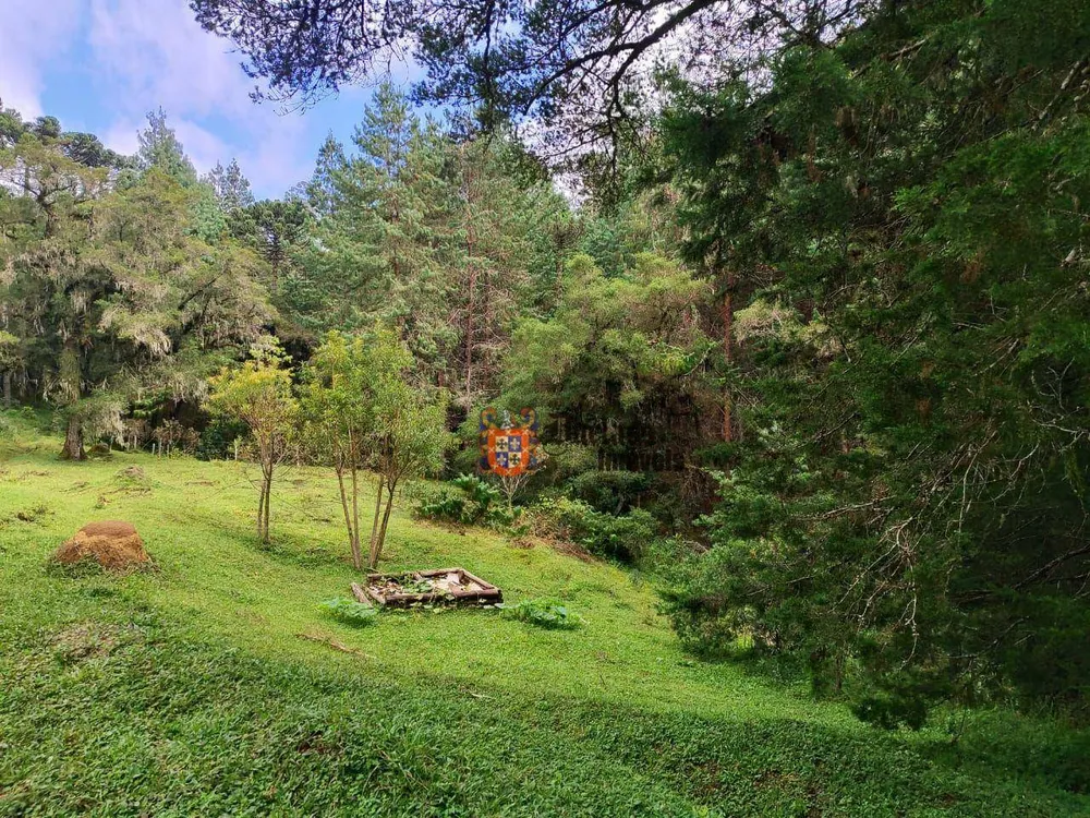 Sítio, 6 hectares - Foto 8