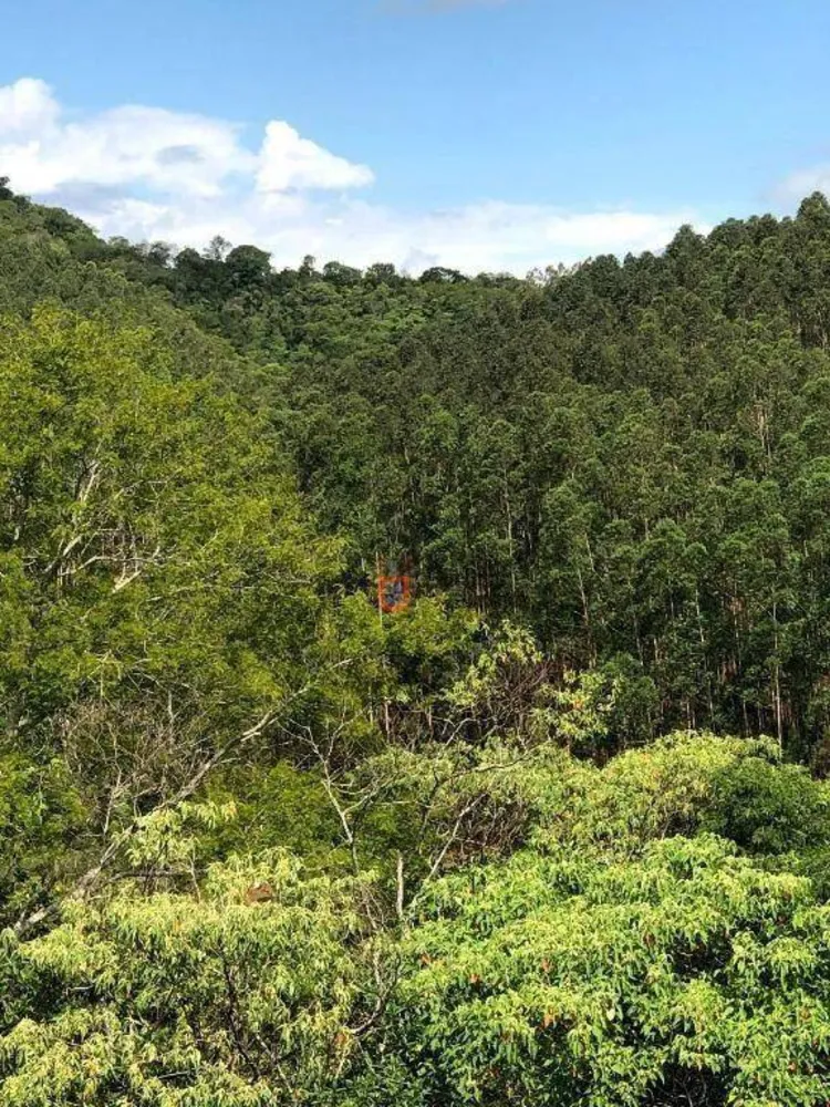 Fazenda, 218 hectares - Foto 7