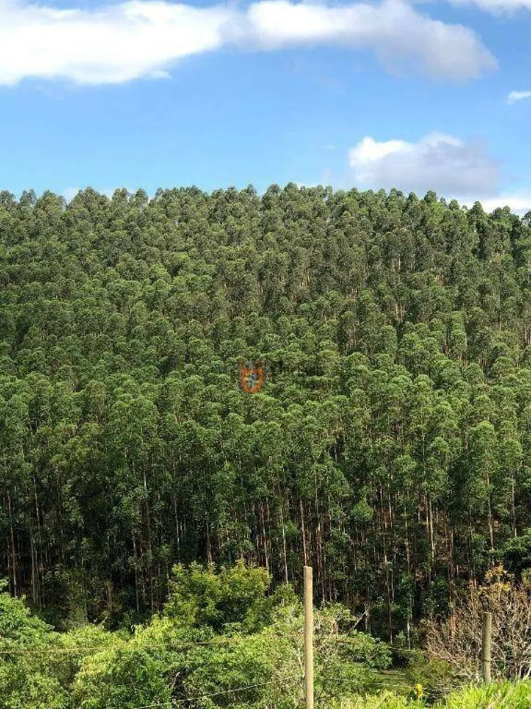 Fazenda, 218 hectares - Foto 4