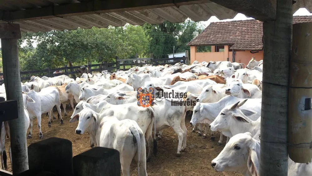 Fazenda, 126 hectares - Foto 13