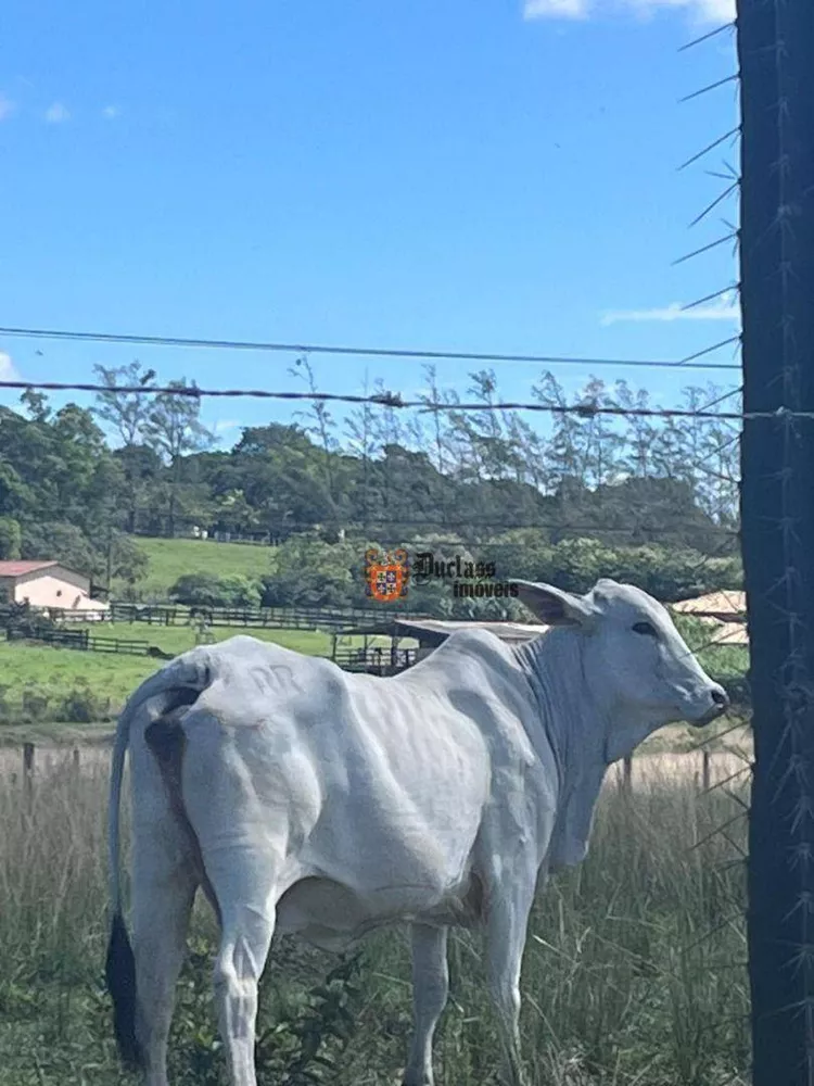 Fazenda, 126 hectares - Foto 29