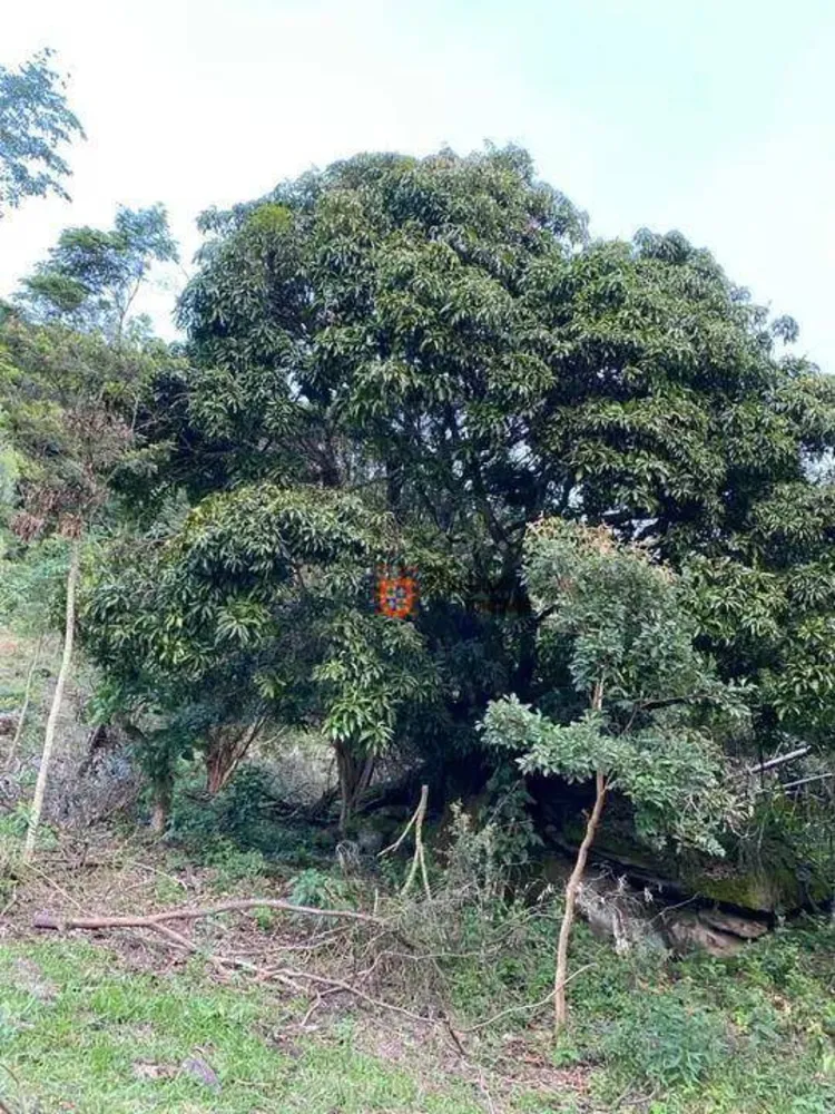 Terreno, 6 hectares - Foto 8