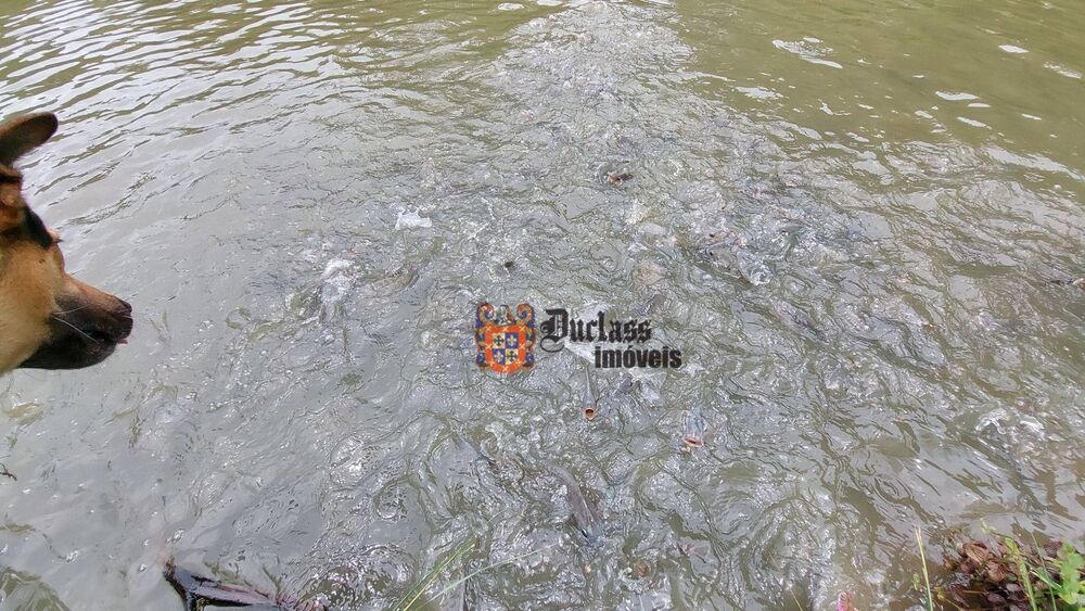 Chácara, 4 quartos, 8000 m² - Foto 8