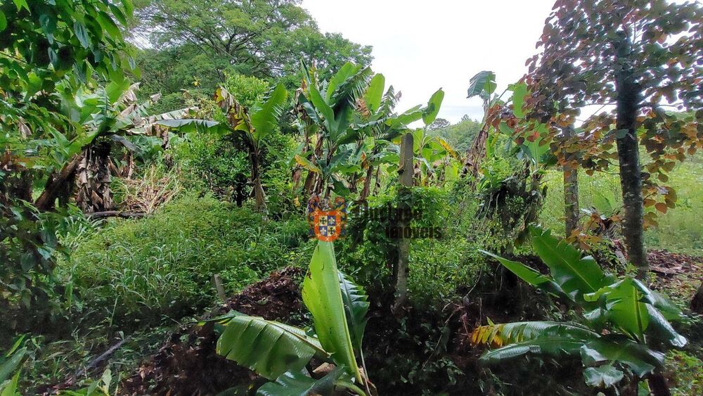 Chácara, 4 quartos, 8000 m² - Foto 3