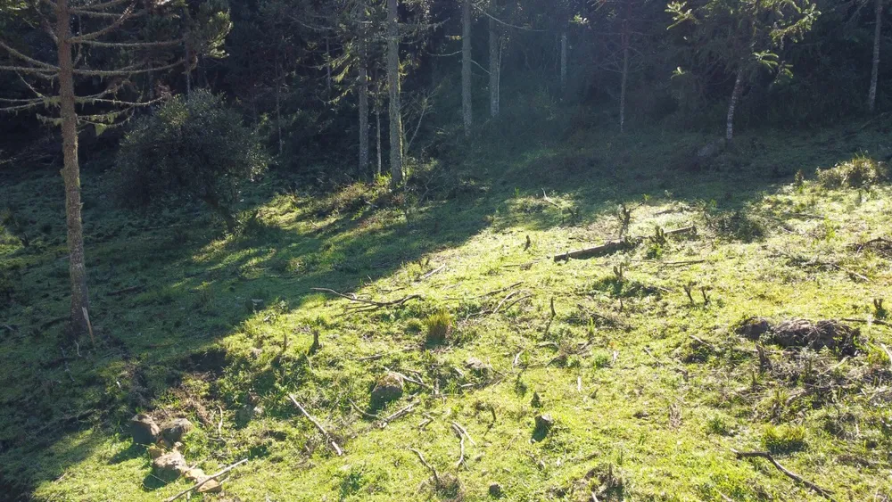 Terreno, 2 hectares - Foto 6