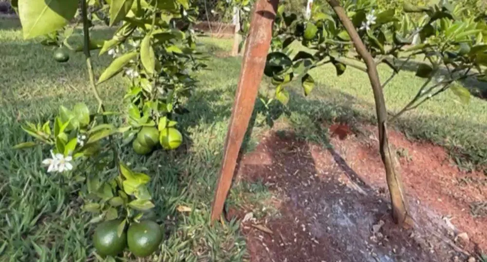 Sítio, 5 quartos, 3 hectares - Foto 7