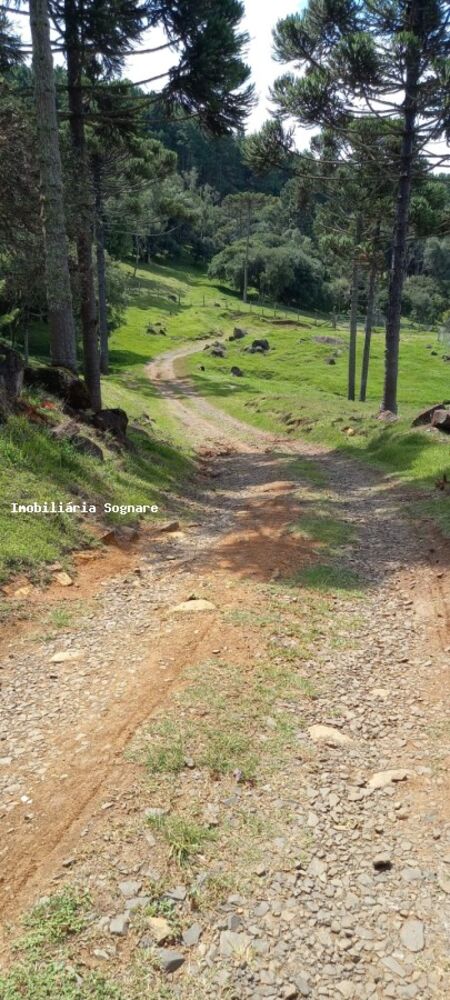 Terreno à venda - Foto 3