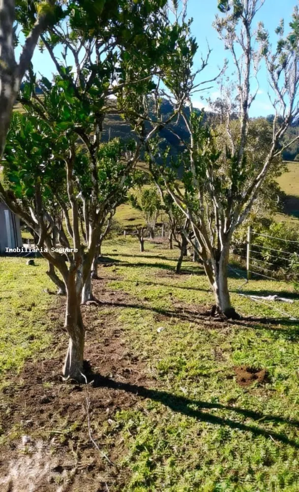 Terreno, 52 hectares - Foto 6