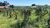 Terreno, 5 hectares - Foto 4