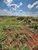 Terreno, 375 m² - Foto 5