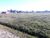 Terreno, 264 m² - Foto 1