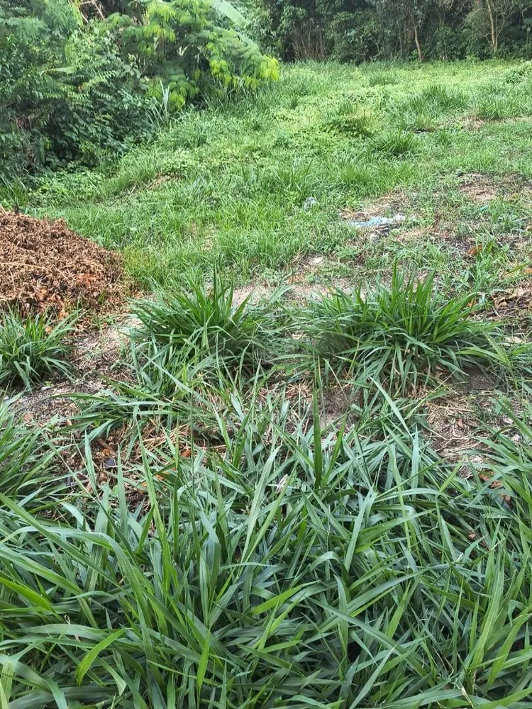 Terreno, 540 m² - Foto 2
