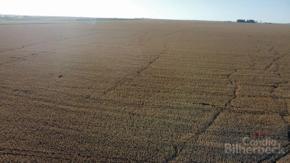 Fazenda, 243 hectares - Foto 1