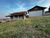 Chácara, 3 quartos, 1000 m² - Foto 2