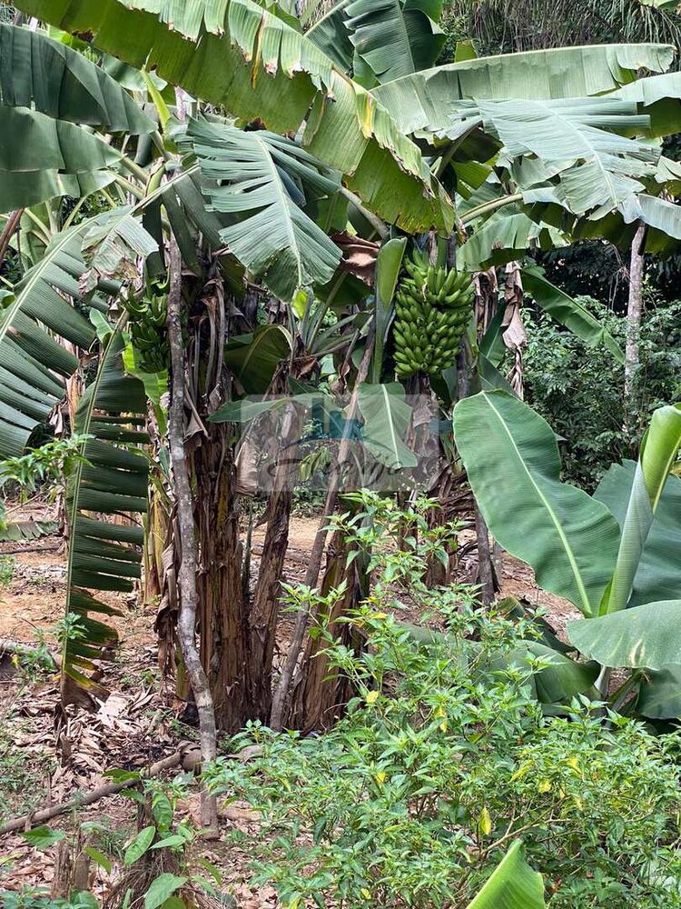 Fazenda à venda com 2 quartos, 193600m² - Foto 2