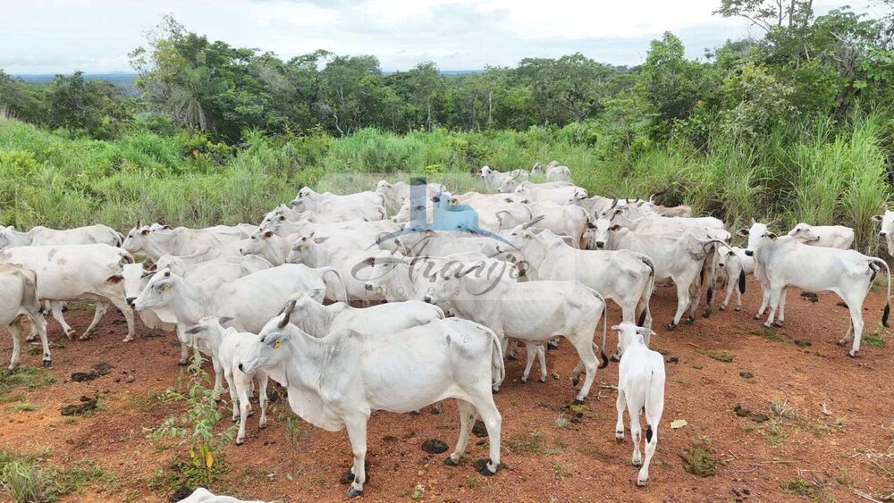 Fazenda à venda com 9 quartos, 325m² - Foto 6