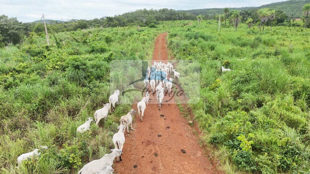 Fazenda à venda com 9 quartos, 325m² - Foto 13