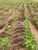 Fazenda, 1 hectares - Foto 3