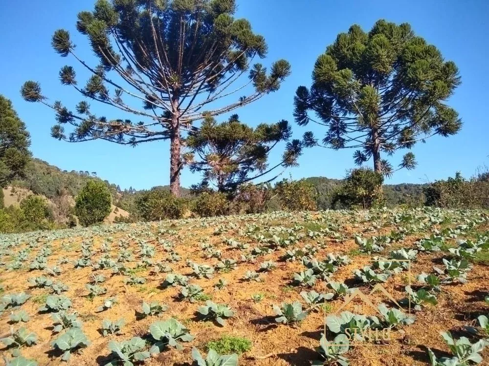 Fazenda à venda com 4 quartos, 130m² - Foto 3