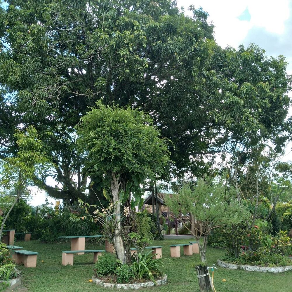 Sítio à venda com 2 quartos, 300m² - Foto 4