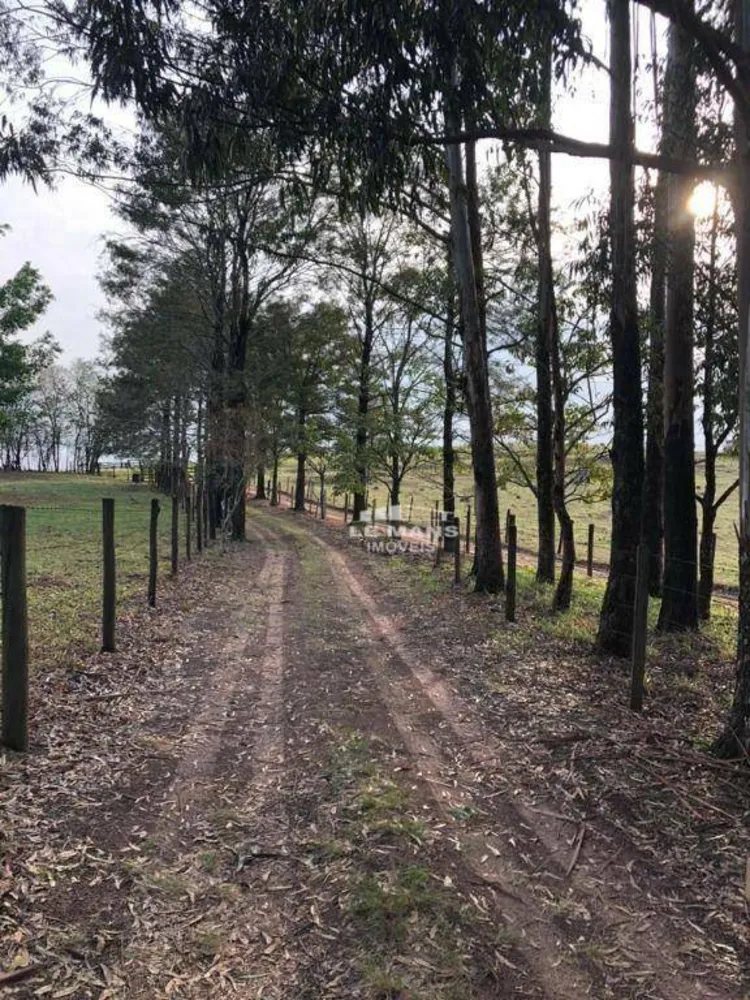 Sítio, 31 hectares - Foto 11