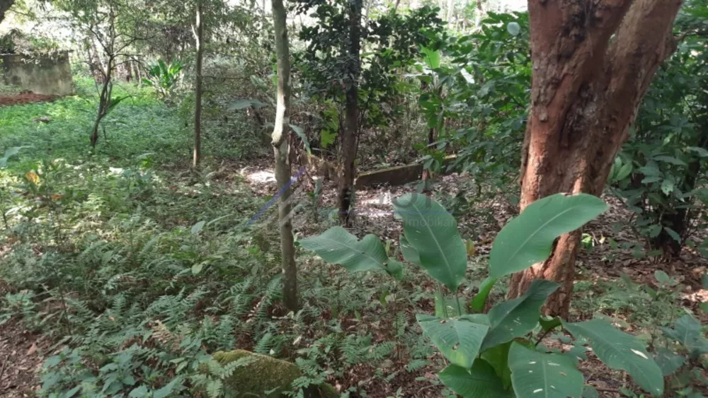 Terreno, 24 hectares - Foto 6