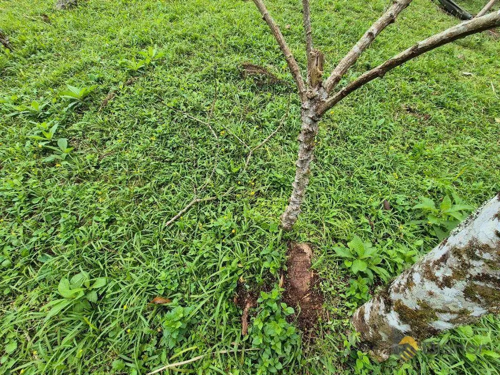Sítio, 3 quartos, 5 hectares - Foto 15