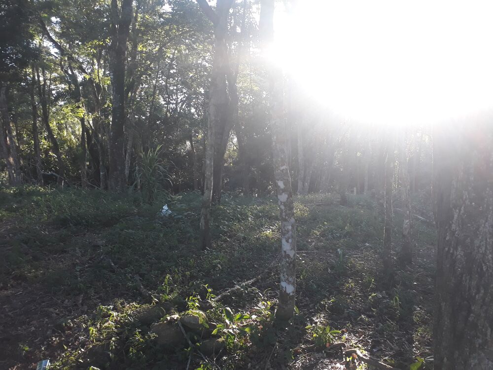 Terreno, 1000 m² - Foto 2