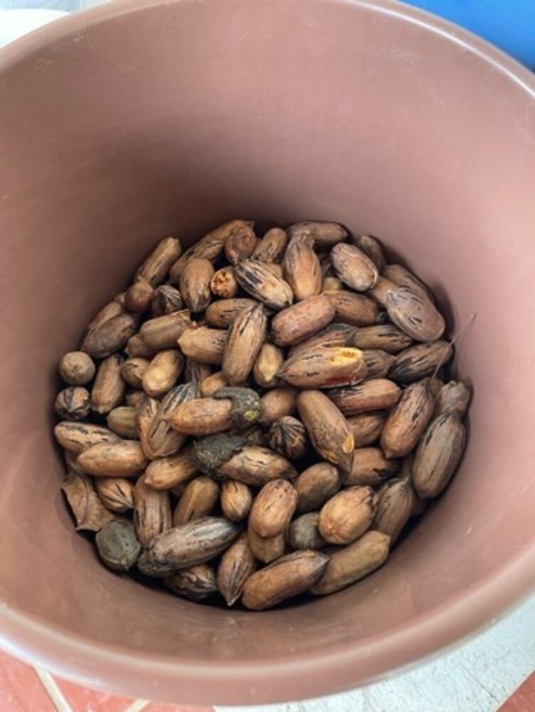 Sítio, 10000 m² - Foto 4