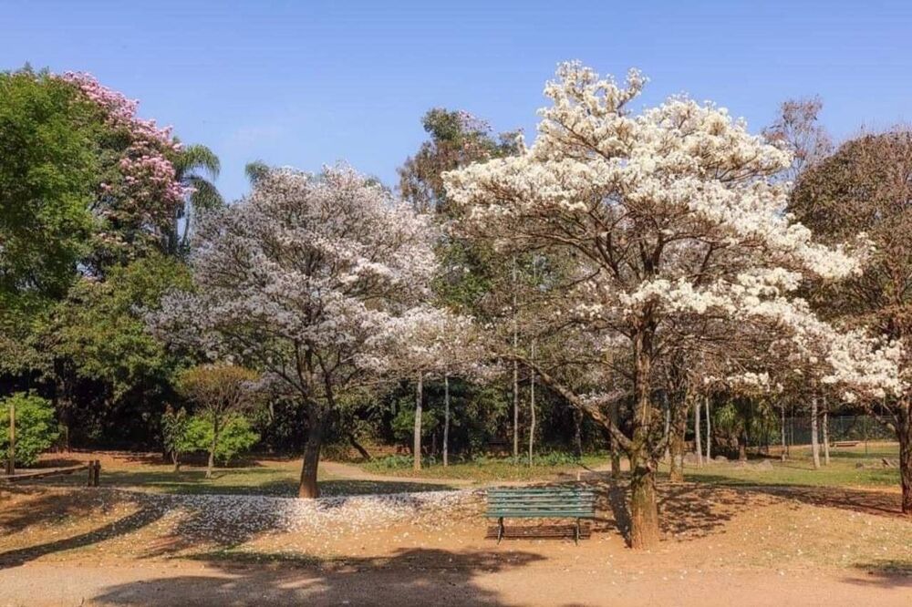 Casa para alugar com 5 quartos - Foto 4