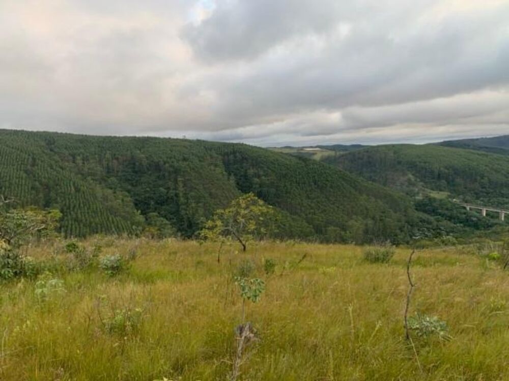 Fazenda, 56 hectares - Foto 4