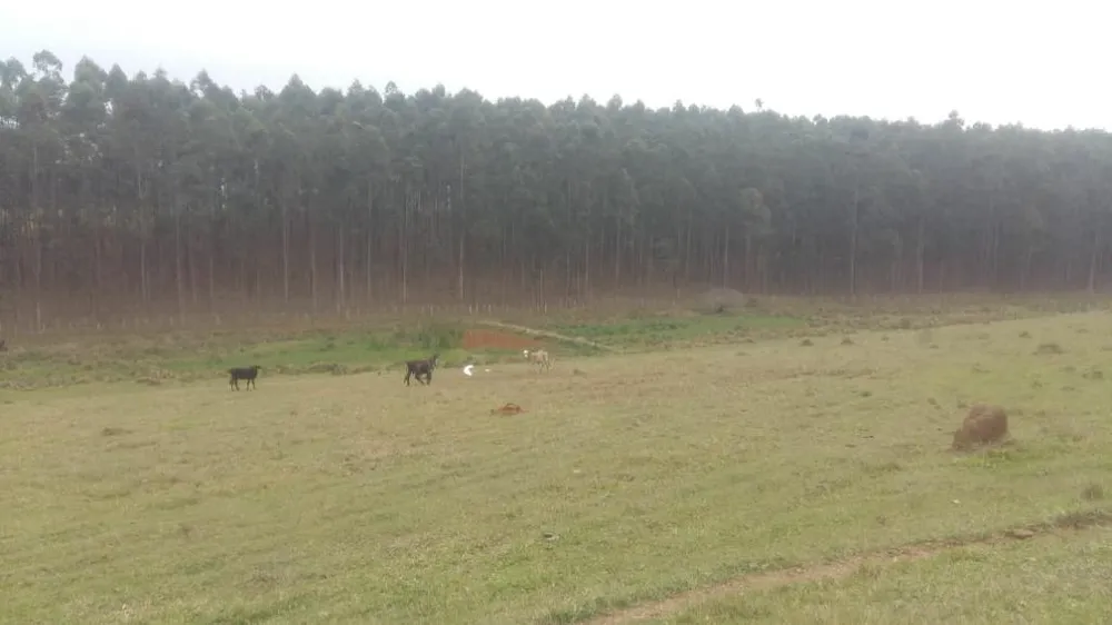 Terreno, 46 hectares - Foto 6