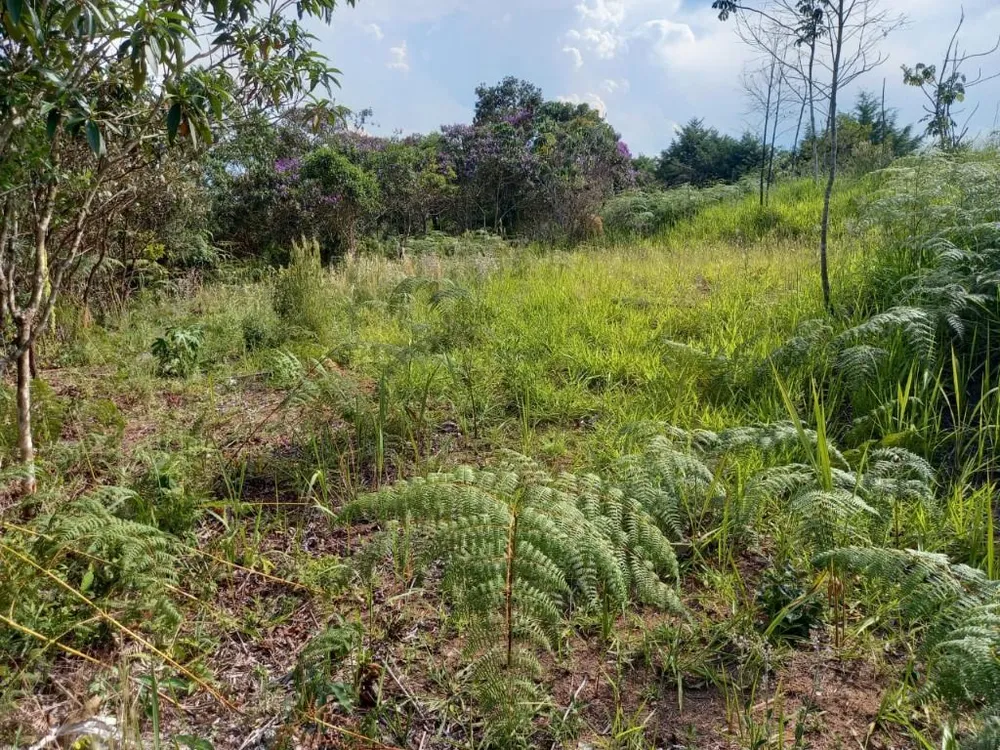 Terreno, 10000 m² - Foto 3