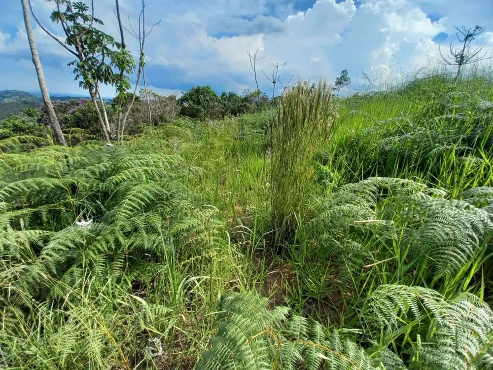 Terreno, 10000 m² - Foto 6