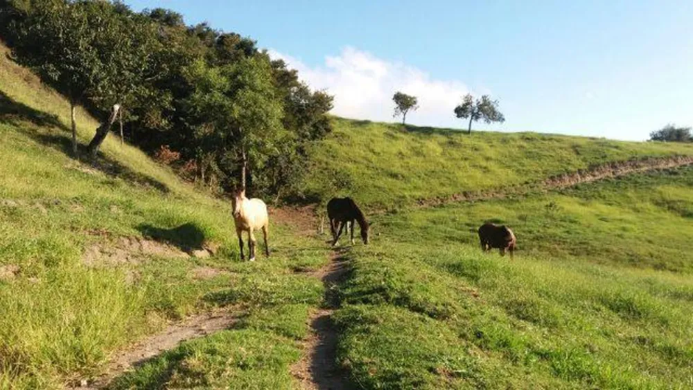 Fazenda, 48 hectares - Foto 8