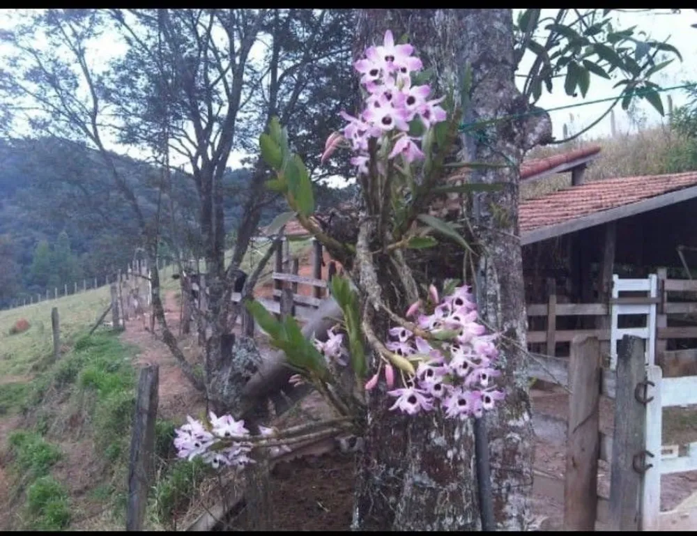 Chácara, 3 quartos, 12 hectares - Foto 7