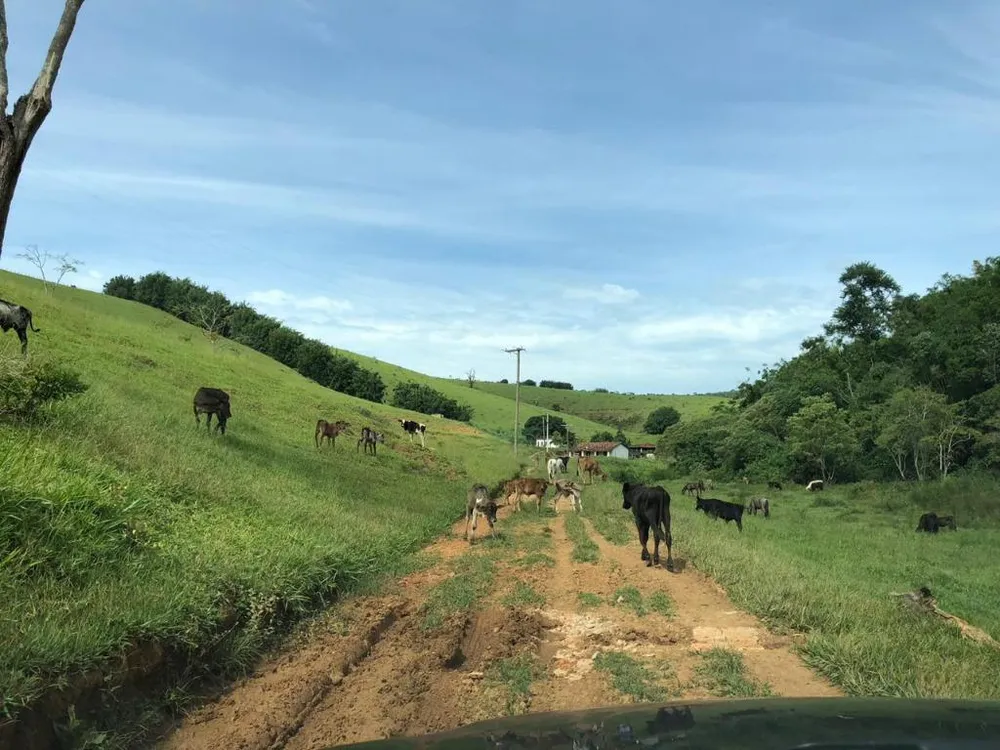 Fazenda, 198 hectares - Foto 4
