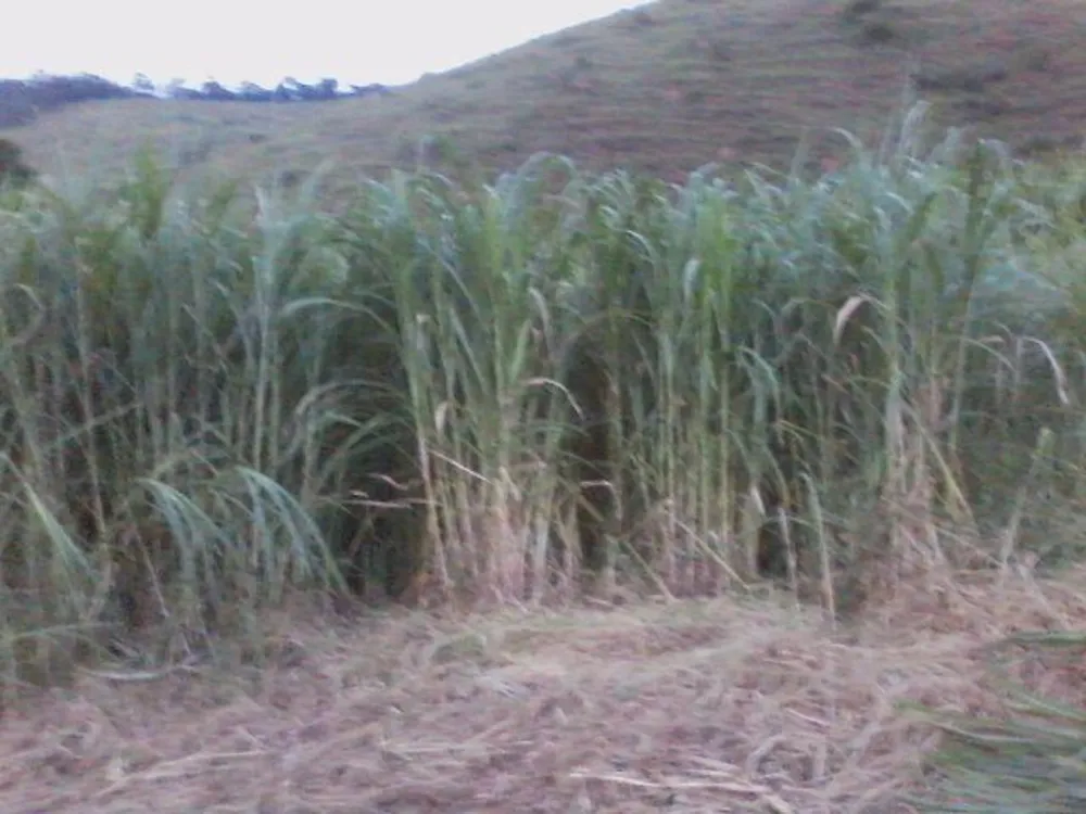 Fazenda, 41 hectares - Foto 4