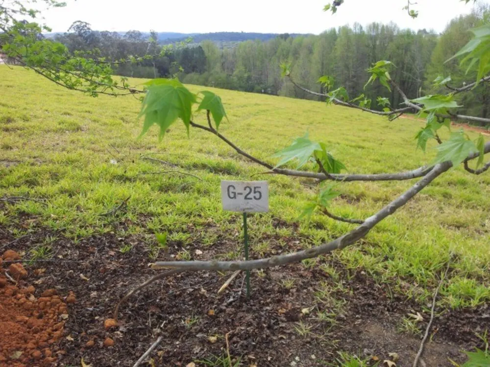 Terreno, 1000 m² - Foto 3