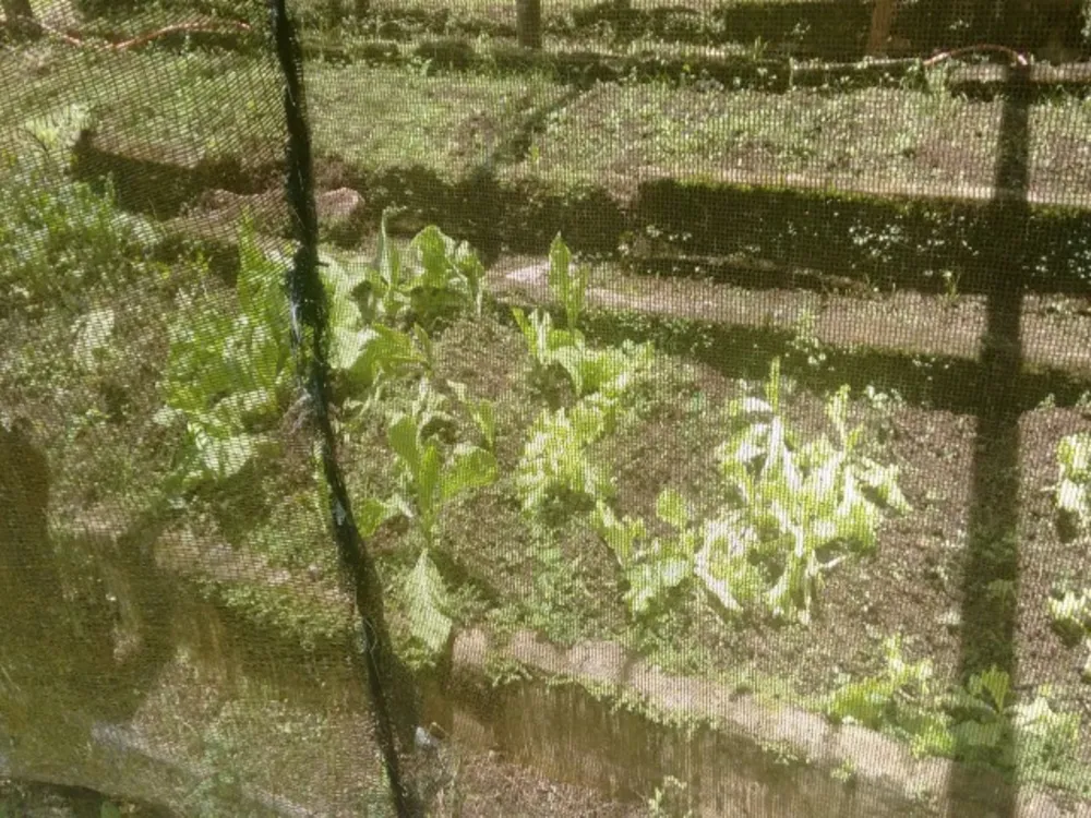Chácara, 3 quartos - Foto 3