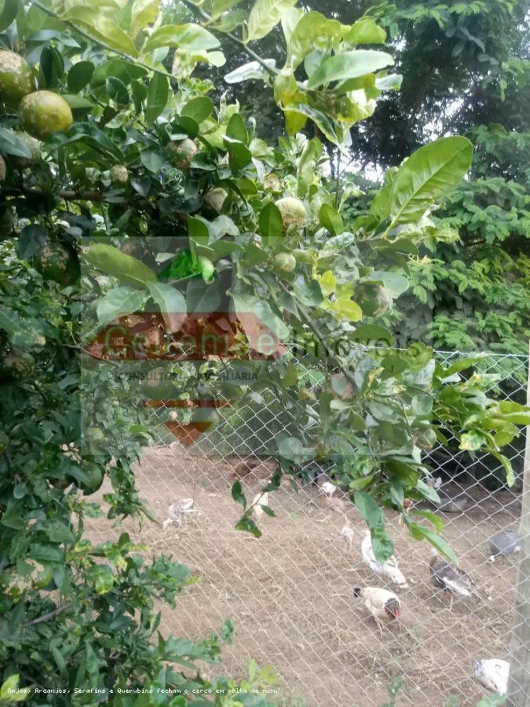 Sítio, 4 quartos, 7 hectares - Foto 17