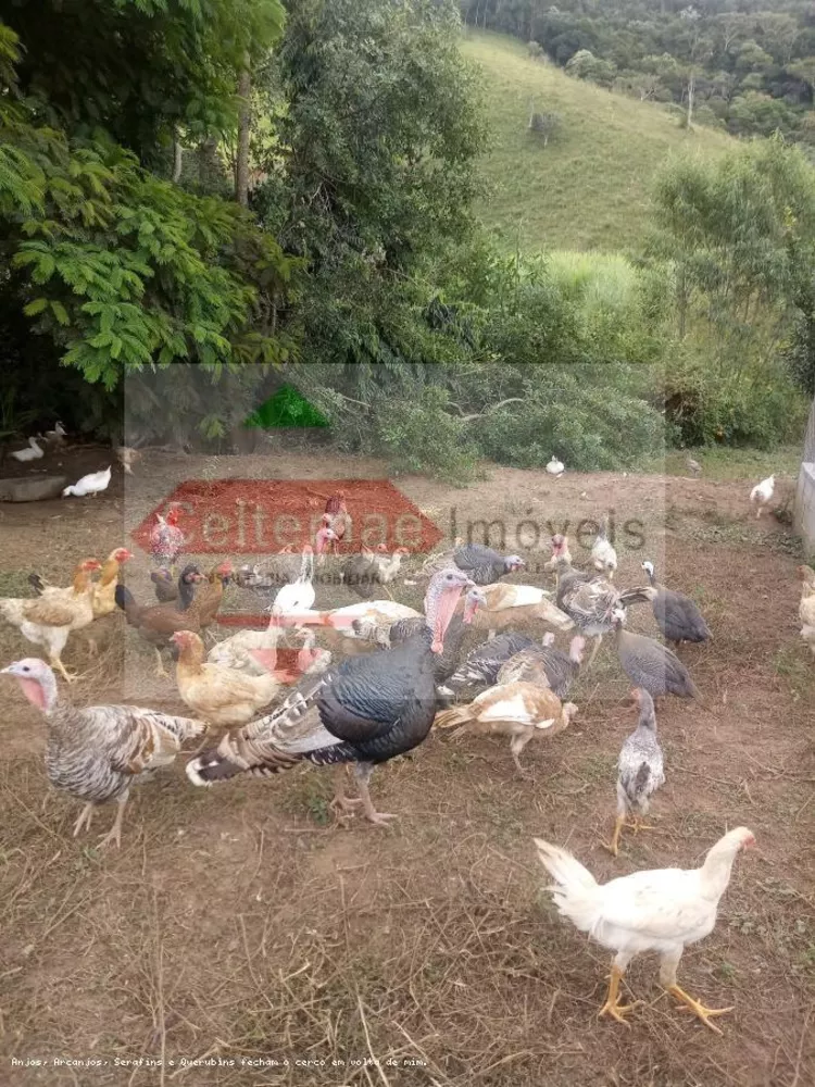 Sítio, 4 quartos, 7 hectares - Foto 15