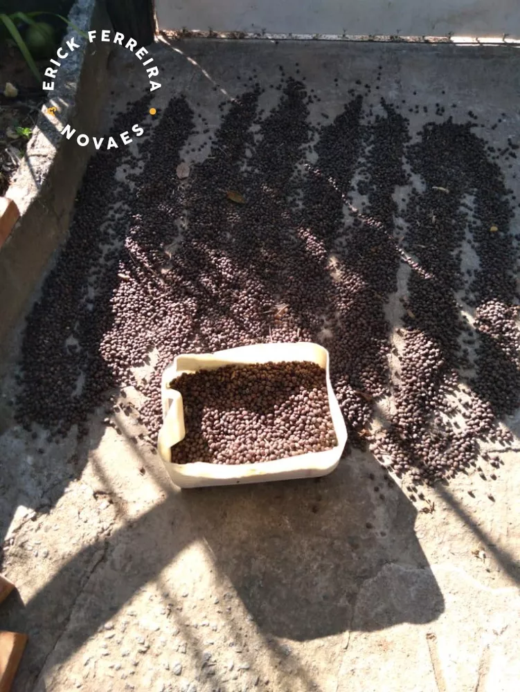 Chácara, 2 quartos - Foto 10