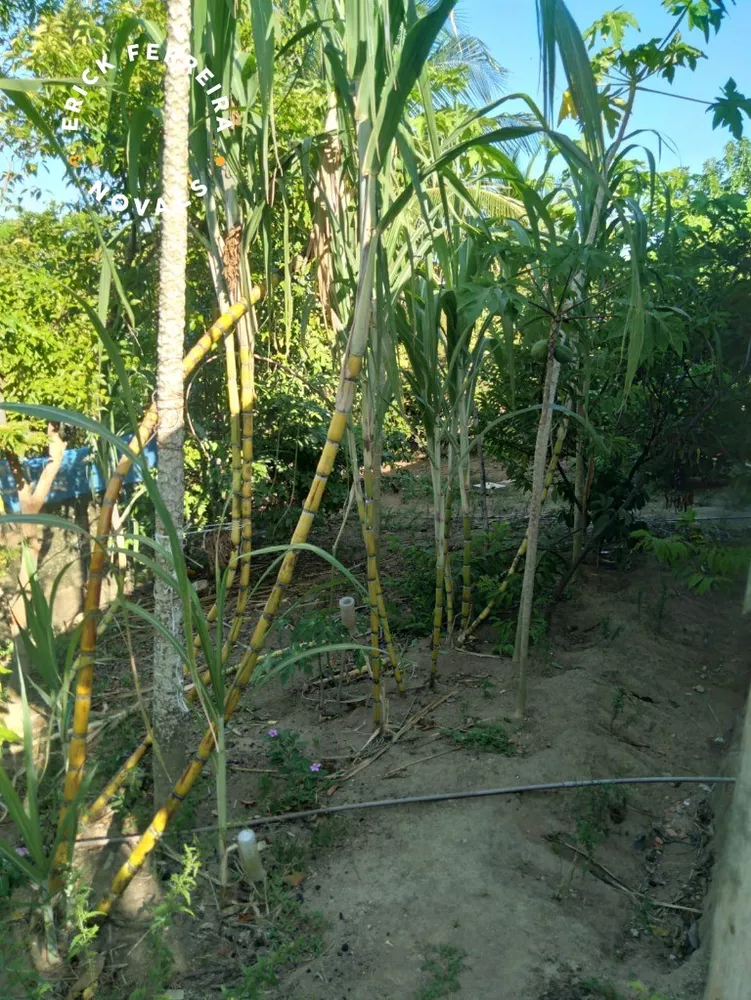 Chácara, 2 quartos - Foto 2