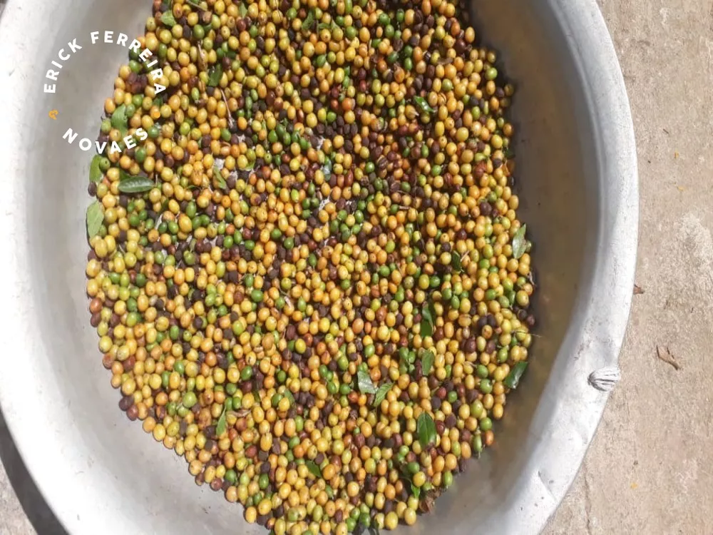 Chácara, 2 quartos - Foto 16