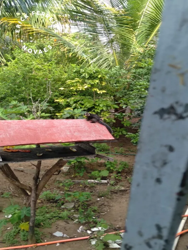 Chácara, 2 quartos - Foto 19