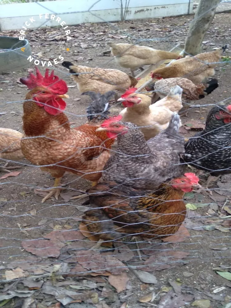 Chácara, 2 quartos - Foto 14