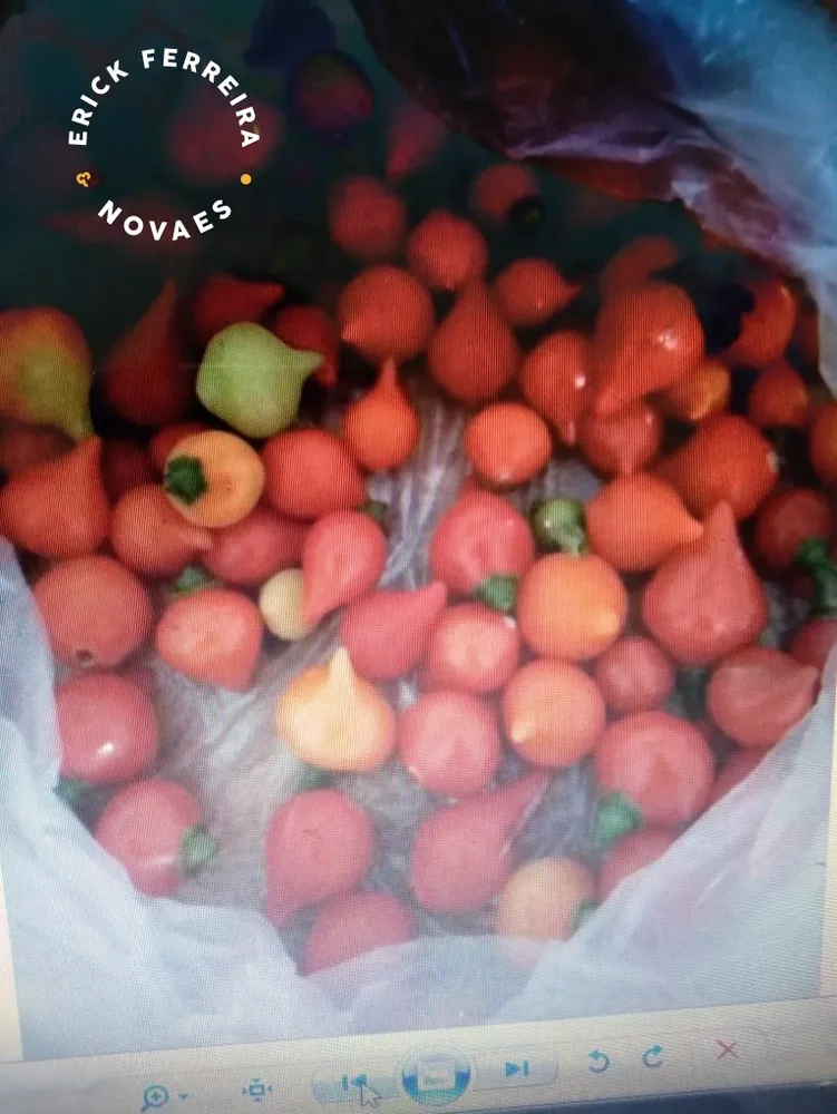 Chácara, 2 quartos - Foto 15