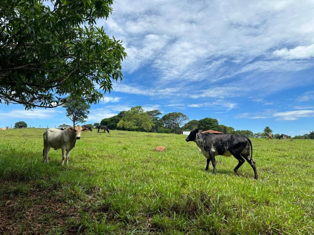Chácara à venda com 5 quartos, 67200m² - Foto 3